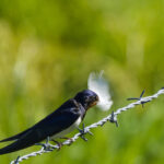 Hirondelle rustique avec une plume